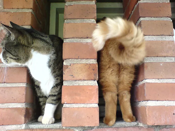 Perfectly Timed Cat