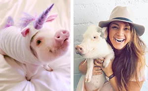 Meet Hamlet, The Piggy Who Saved My Life