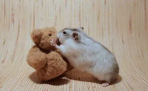 156 Adorable Hamsters That Will Cause A Cuteness Overload