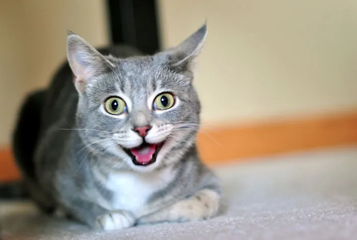 Smiling Cat