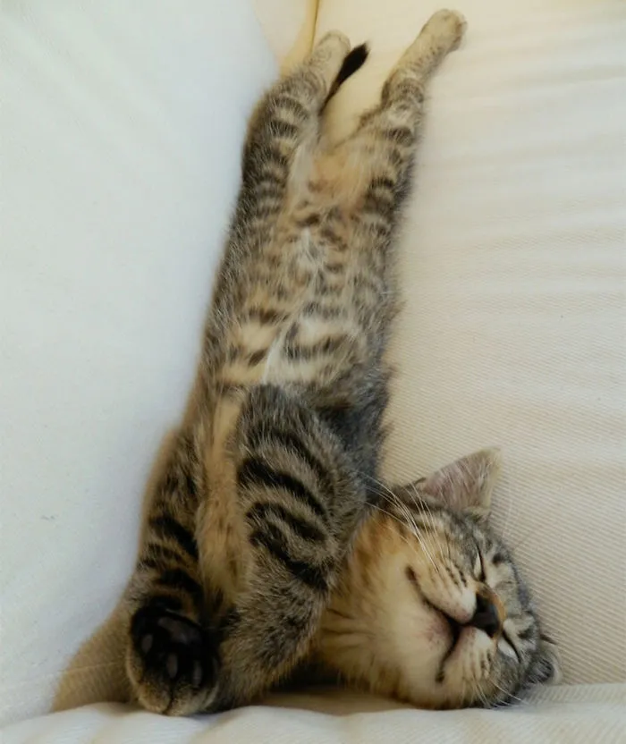 Happy Sleepy Kitty