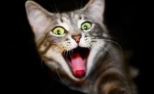 Post The Happiest Cats Who Show The Best Smiles
