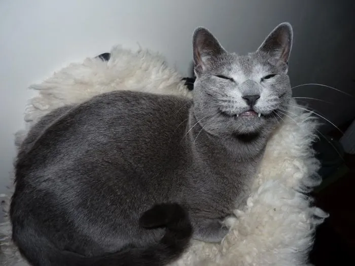 Smiling Cat