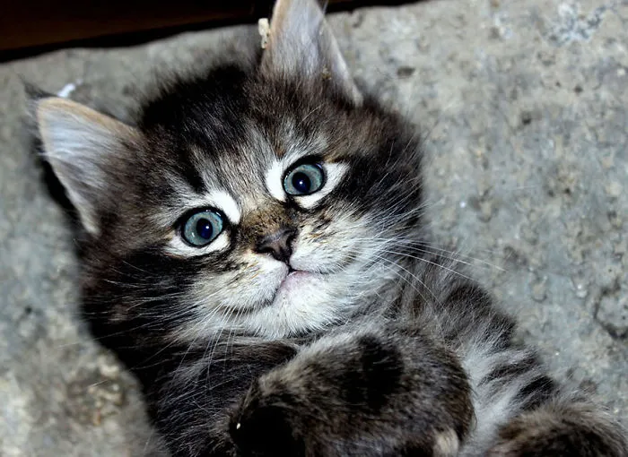 Happy Cat