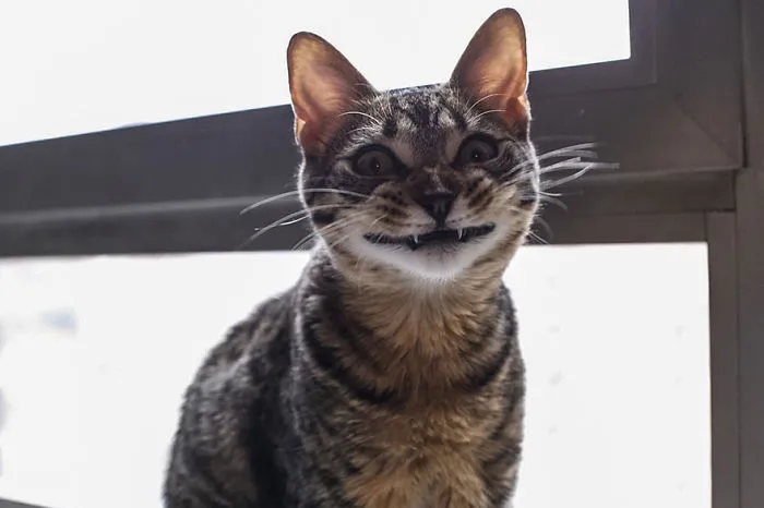 My Cat Doesn't Know How To Smile