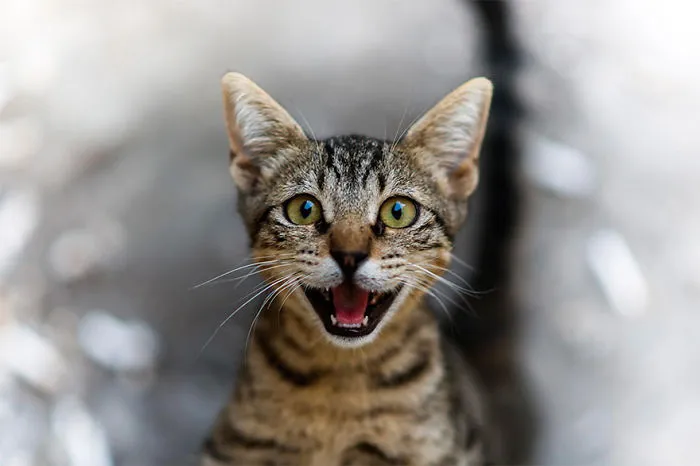 Let's Smile