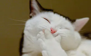 Post The Happiest Cats Who Show The Best Smiles