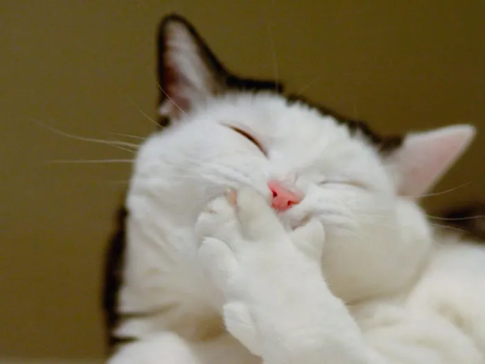 Cat Laughing