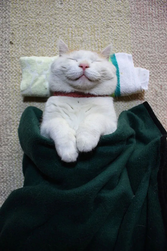 Happiest Cat Ever