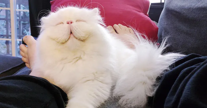 Post The Happiest Cats Who Show The Best Smiles