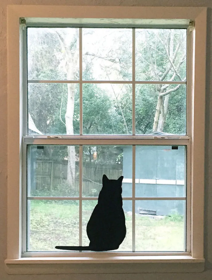 Meow!