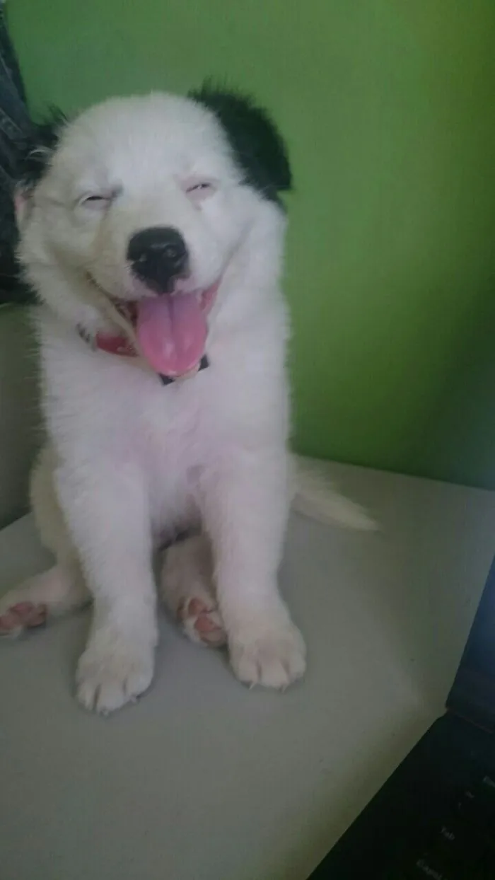 Happy Oreo