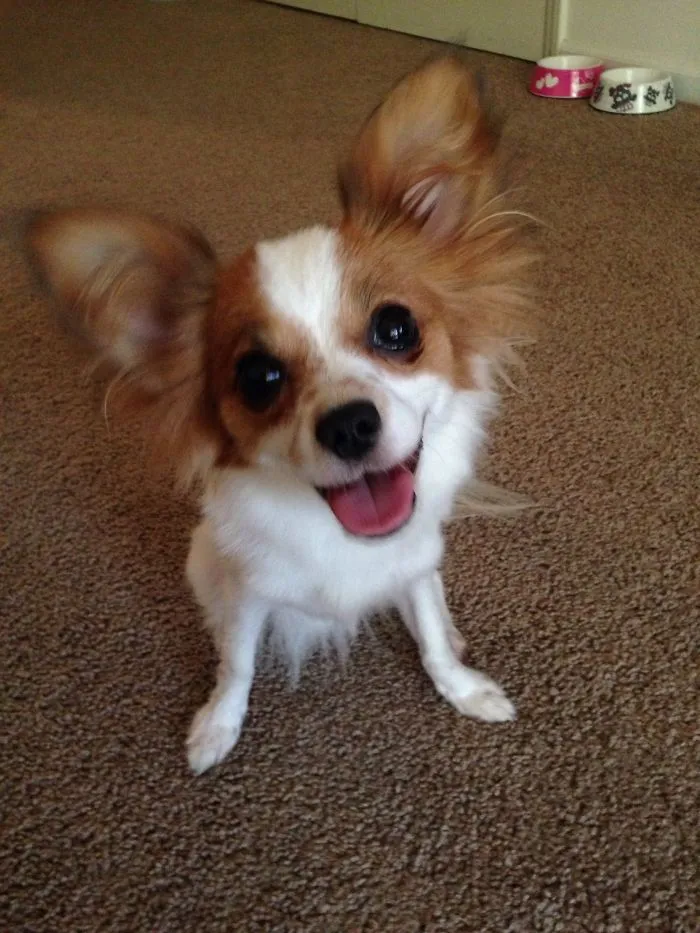 Happy Puppy