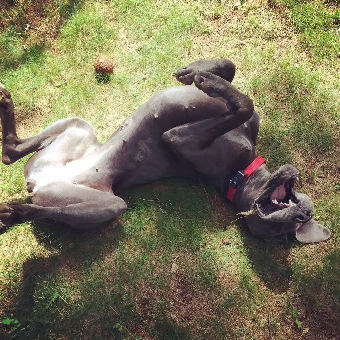 Goofy Great Dane Grin