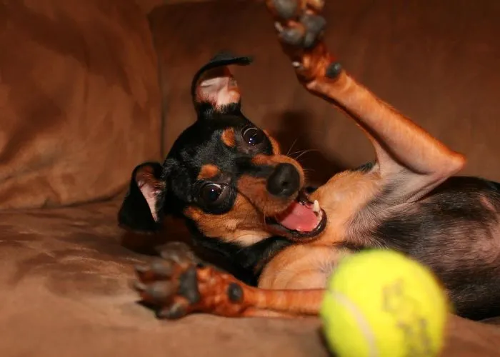 A Dog + Her Ball  = Pure Joy