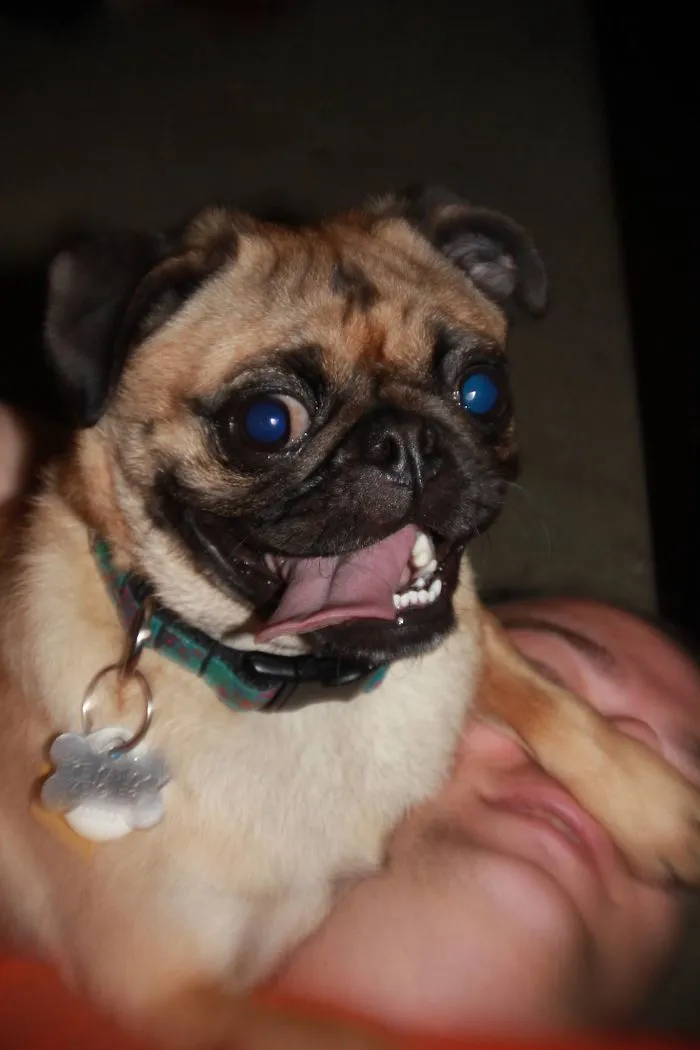 Pug Life...