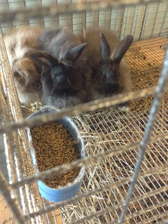 Three fluffy bunnies cuddling in a cage with a bowl of food.