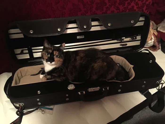 Yes Human, Your Violin Needy Another Home Now.