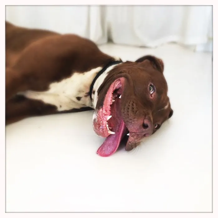 Happy Pitt! Tanuki Loves To Run!