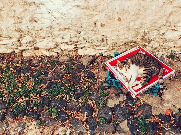 Pizza With Extra Cat