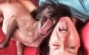 My Amazing Chinese Crested Dog From Russia