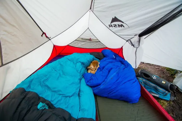"Camping With Dogs" Instagram Will Inspire You To Go Hiking With Your Dog