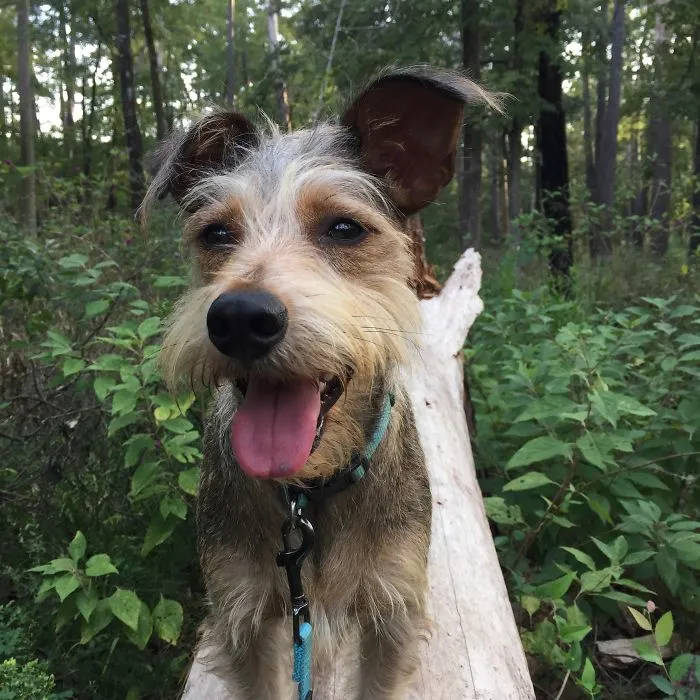 "Camping With Dogs" Instagram Will Inspire You To Go Hiking With Your Dog