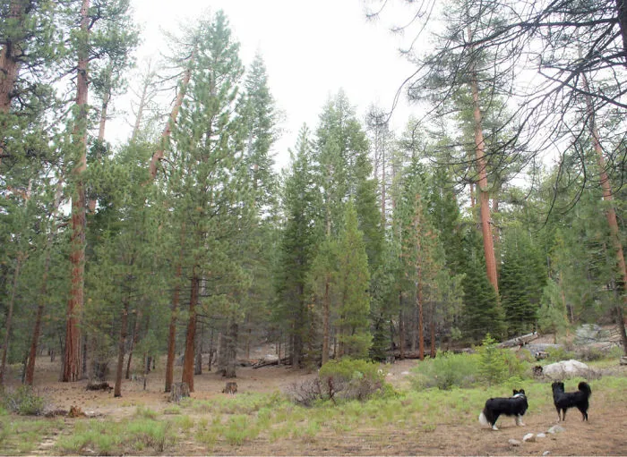 "Camping With Dogs" Instagram Will Inspire You To Go Hiking With Your Dog