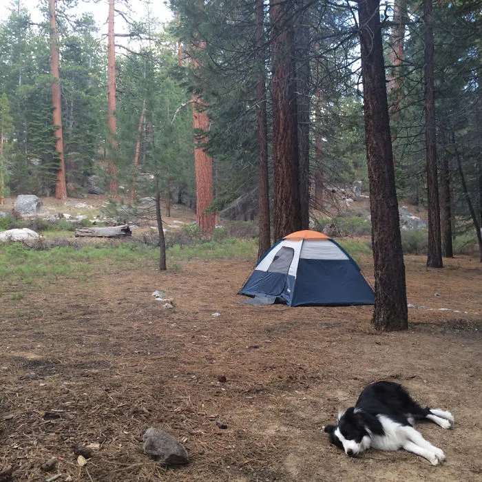 "Camping With Dogs" Instagram Will Inspire You To Go Hiking With Your Dog