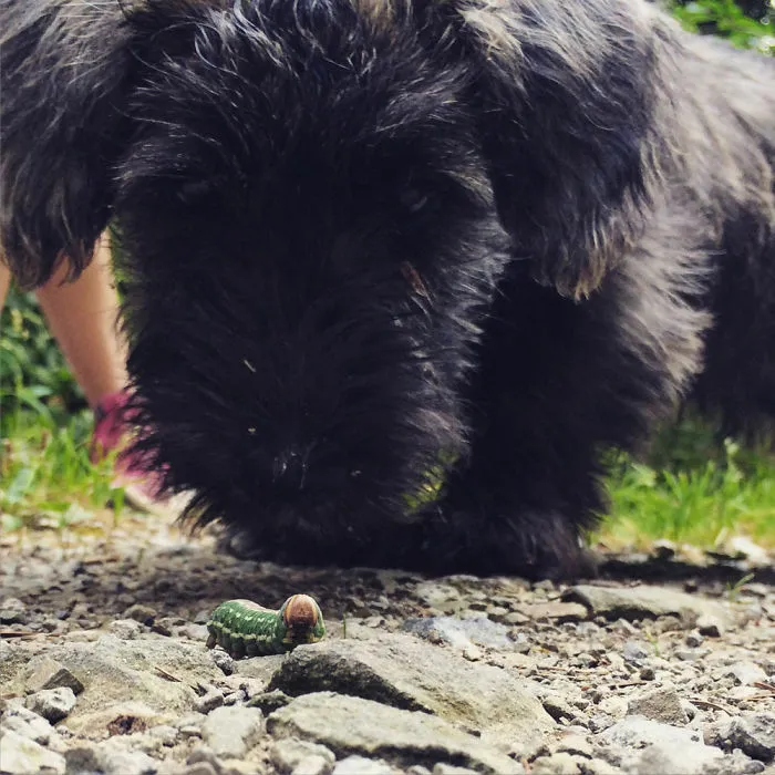 "Camping With Dogs" Instagram Will Inspire You To Go Hiking With Your Dog