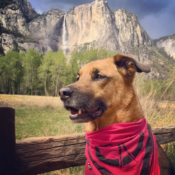 "Camping With Dogs" Instagram Will Inspire You To Go Hiking With Your Dog