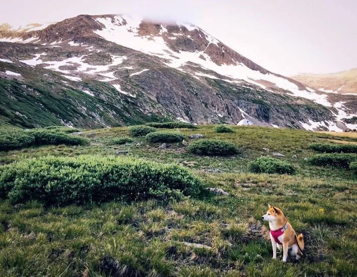 "Camping With Dogs" Instagram Will Inspire You To Go Hiking With Your Dog