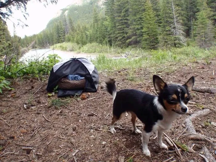 "Camping With Dogs" Instagram Will Inspire You To Go Hiking With Your Dog
