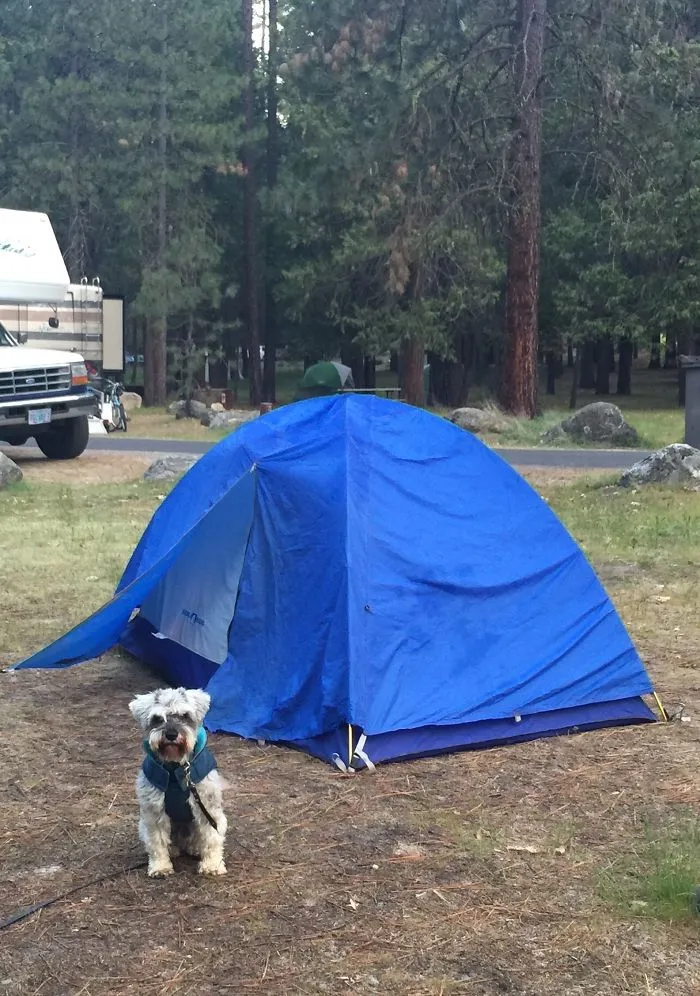 "Camping With Dogs" Instagram Will Inspire You To Go Hiking With Your Dog