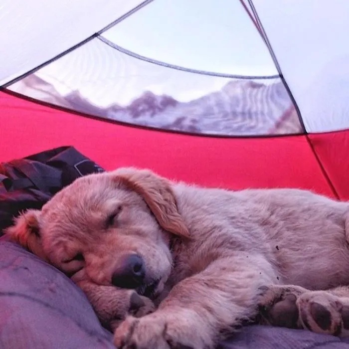 "Camping With Dogs" Instagram Will Inspire You To Go Hiking With Your Dog