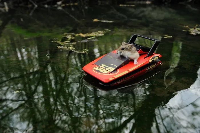 The Speed Boat