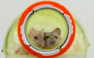 156 Adorable Hamsters That Will Cause A Cuteness Overload