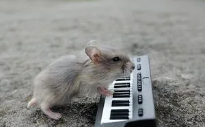 156 Adorable Hamsters That Will Cause A Cuteness Overload