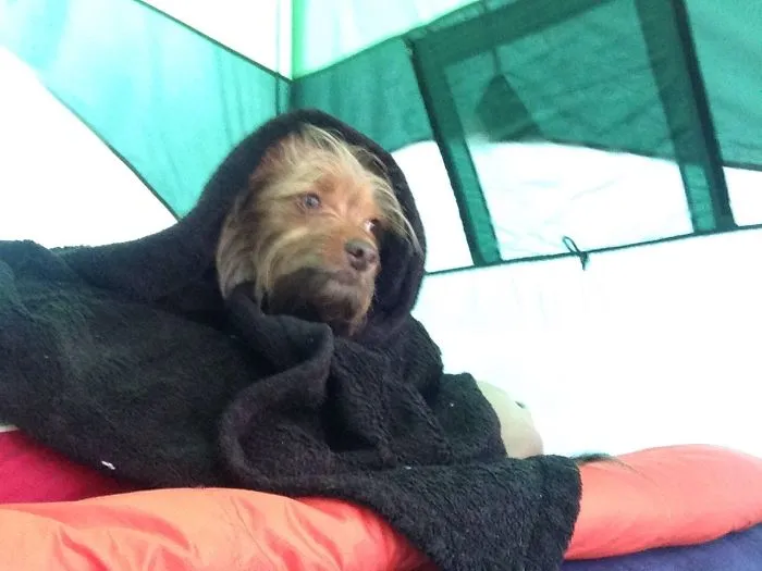 "Camping With Dogs" Instagram Will Inspire You To Go Hiking With Your Dog