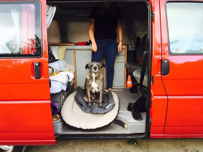"Camping With Dogs" Instagram Will Inspire You To Go Hiking With Your Dog