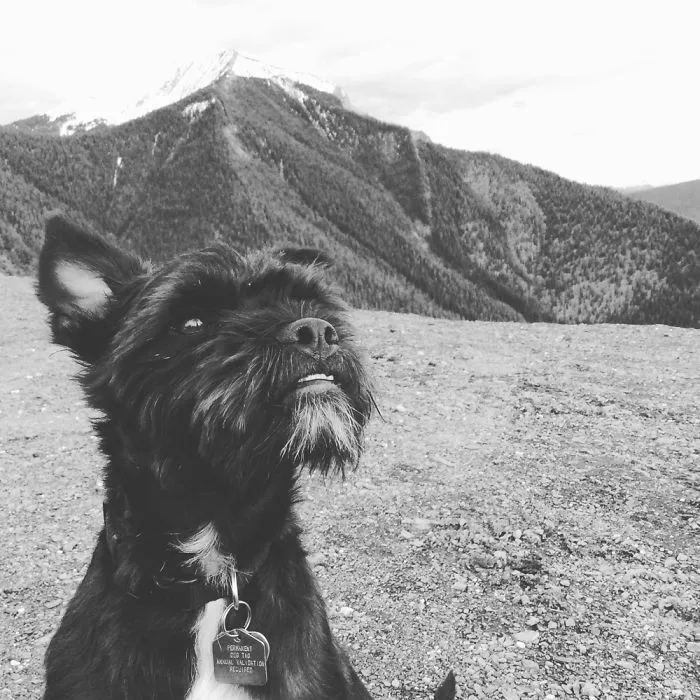"Camping With Dogs" Instagram Will Inspire You To Go Hiking With Your Dog