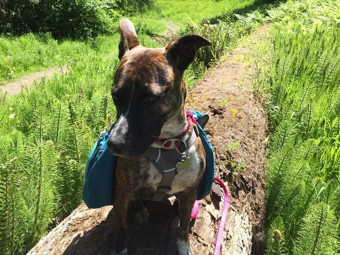 "Camping With Dogs" Instagram Will Inspire You To Go Hiking With Your Dog