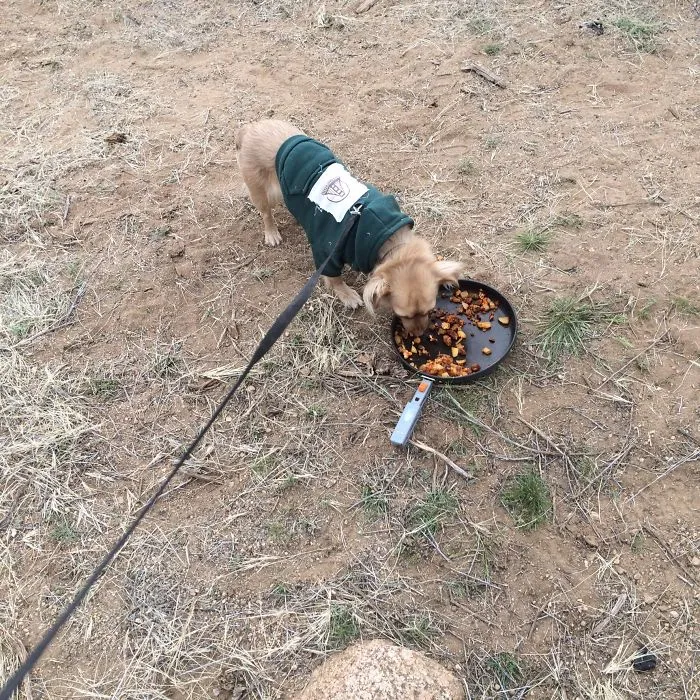 "Camping With Dogs" Instagram Will Inspire You To Go Hiking With Your Dog