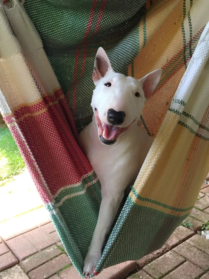 "Camping With Dogs" Instagram Will Inspire You To Go Hiking With Your Dog