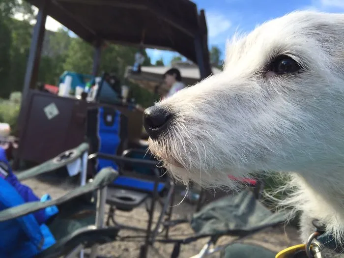 "Camping With Dogs" Instagram Will Inspire You To Go Hiking With Your Dog