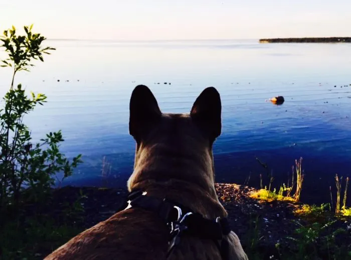 "Camping With Dogs" Instagram Will Inspire You To Go Hiking With Your Dog