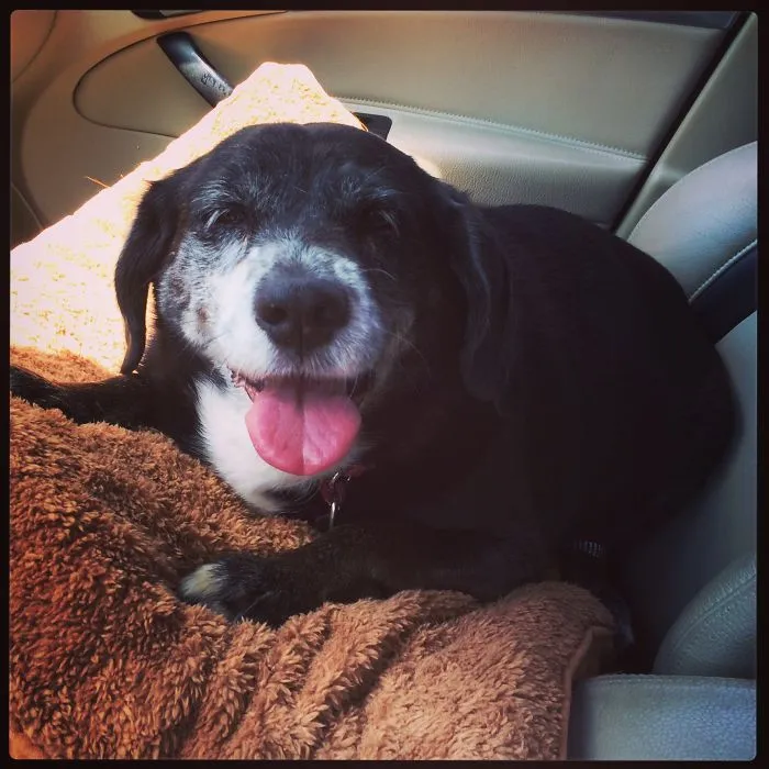 Happy Mutt!!