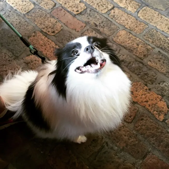 Happy Panda