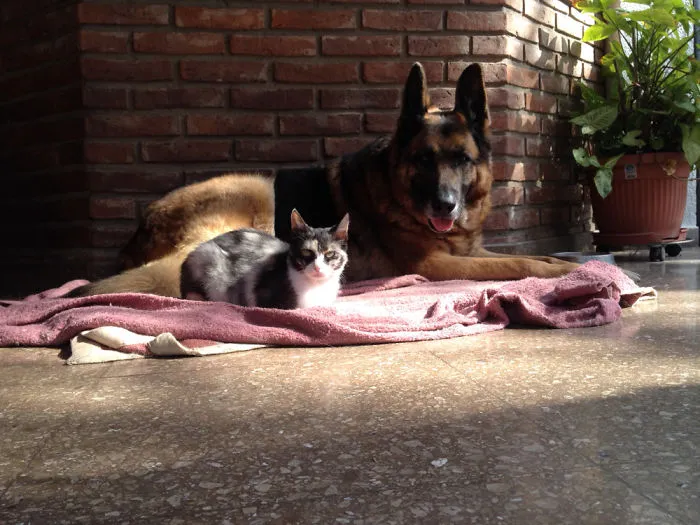 Tango Y Su Amiga Mini
