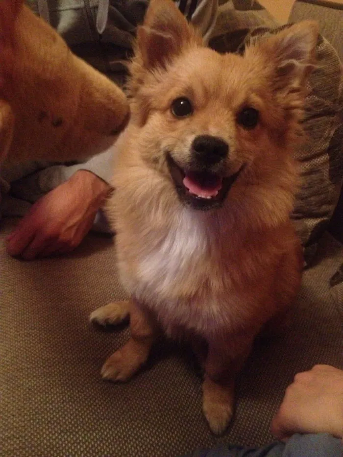 My Happy Dog Lora